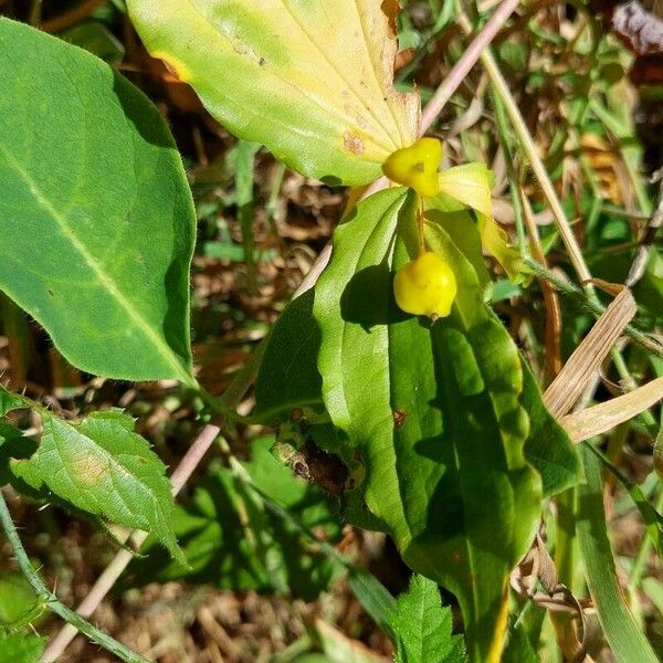 Prosartes hookeri Плод