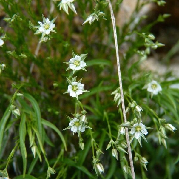 Sabulina verna Blomst