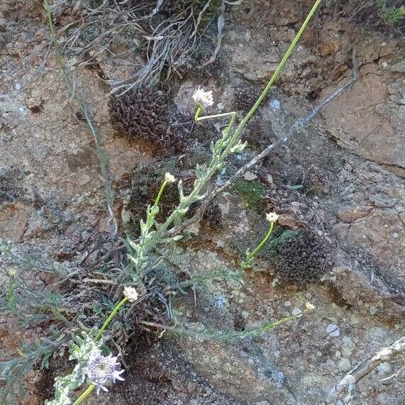 Jasione montana Habitus