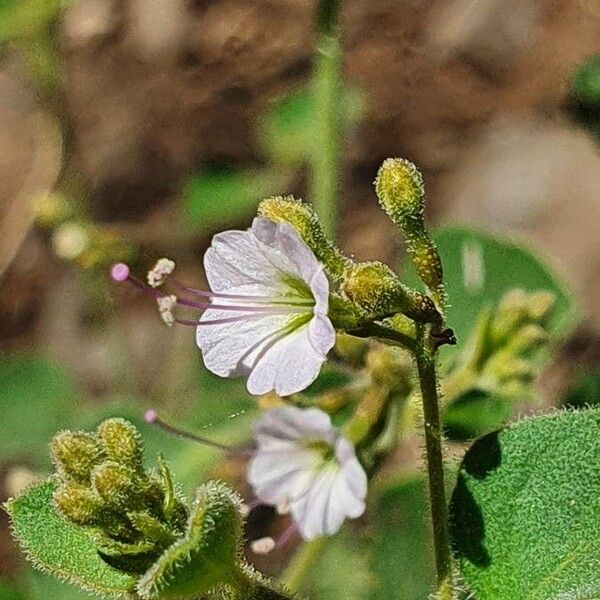 Commicarpus helenae Květ