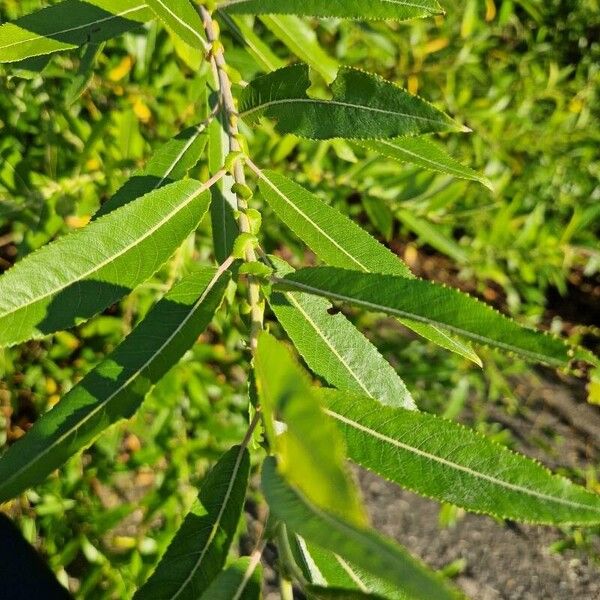 Salix triandra Vivejo