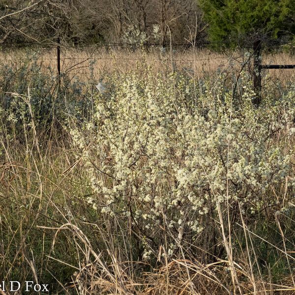 Prunus rivularis Habit