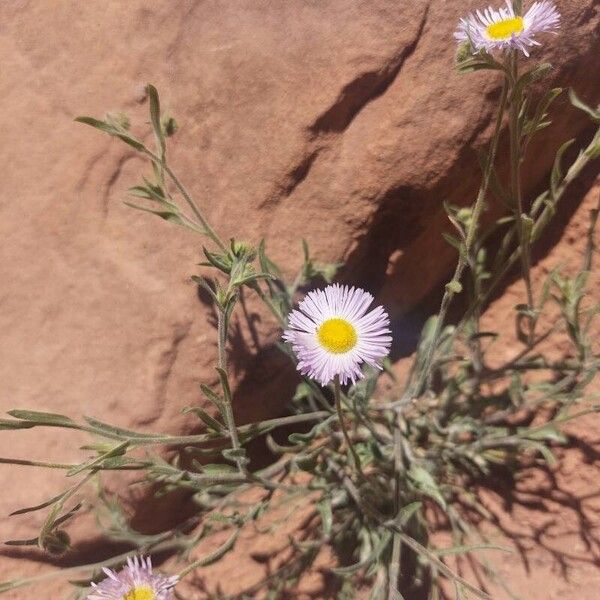 Erigeron pumilus फूल