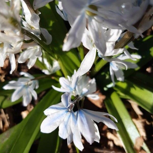 Scilla mischtschenkoana Flower