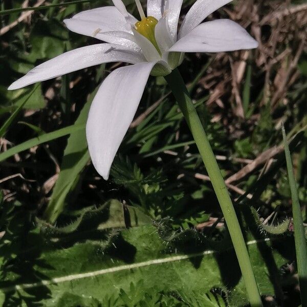 Ornithogalum orthophyllum Cvet