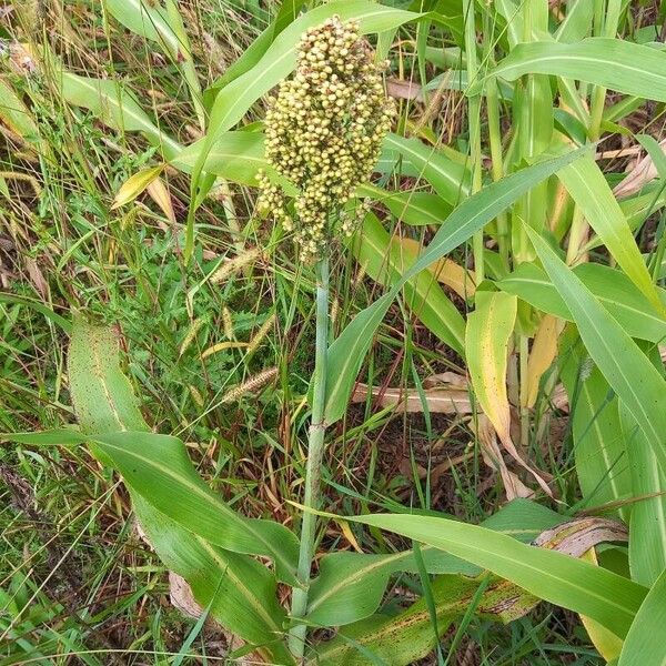 Sorghum bicolor Frukto