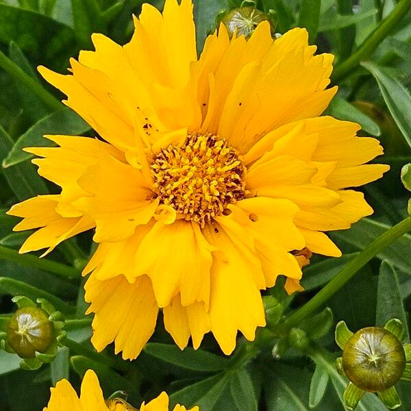 Coreopsis grandiflora Kwiat