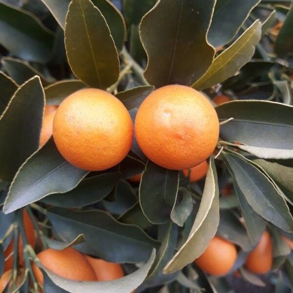 Citrus japonica (Kumquat)