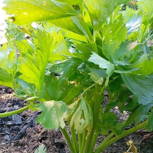 Apium graveolens Leaf