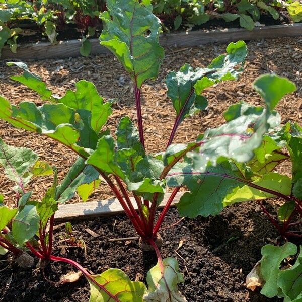 Beta macrocarpa Hoja