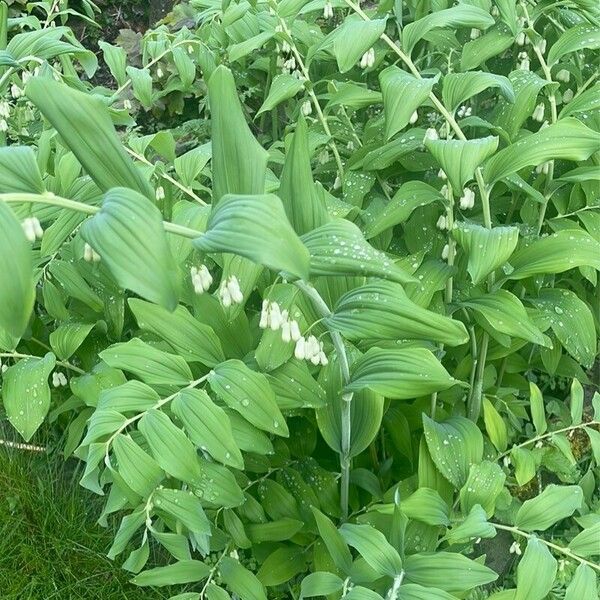 Polygonatum multiflorum Folha