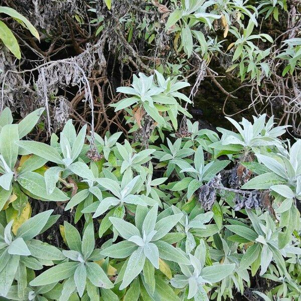 Helichrysum melaleucum Folio