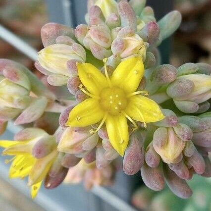 Sedum pachyphyllum Floare