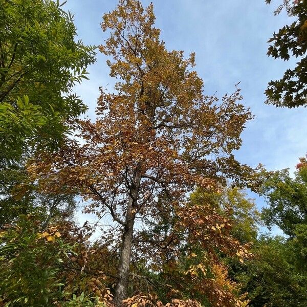 Quercus bicolor Habitus