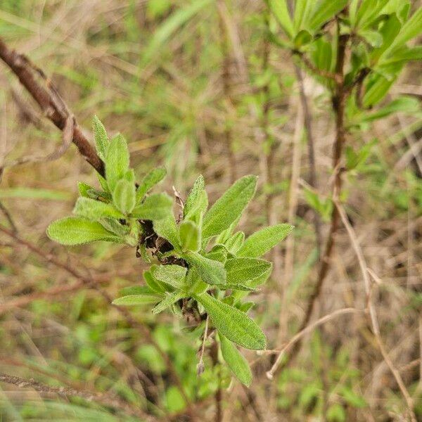 Dittrichia viscosa Blad