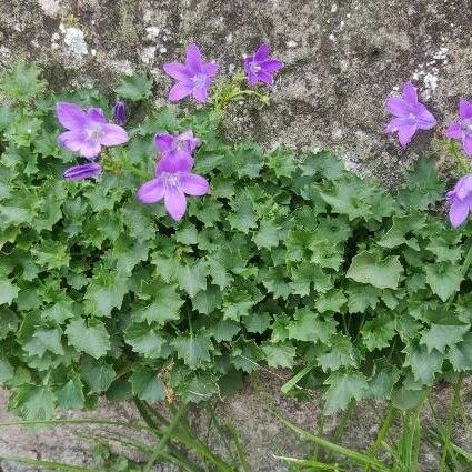 Campanula poscharskyana Blomst