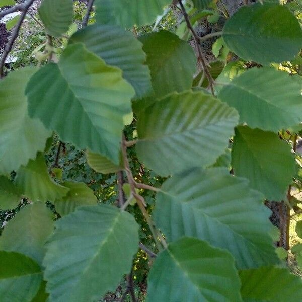 Alnus incana Лист