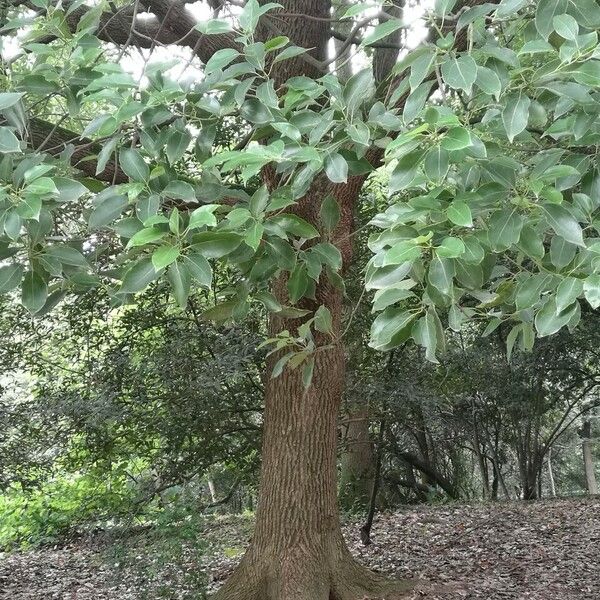 Cinnamomum camphora অভ্যাস