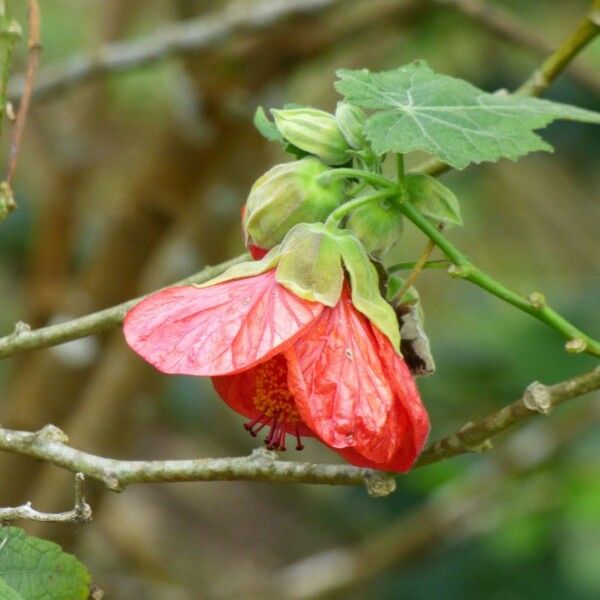 Abutilon striatum Flower