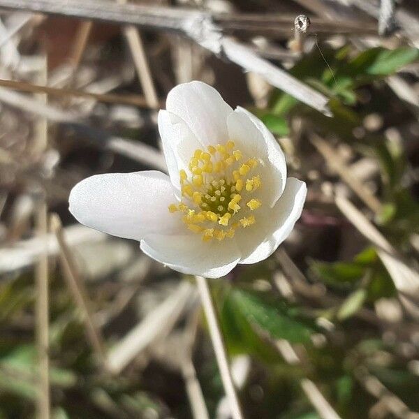 Anemonoides nemorosa Λουλούδι