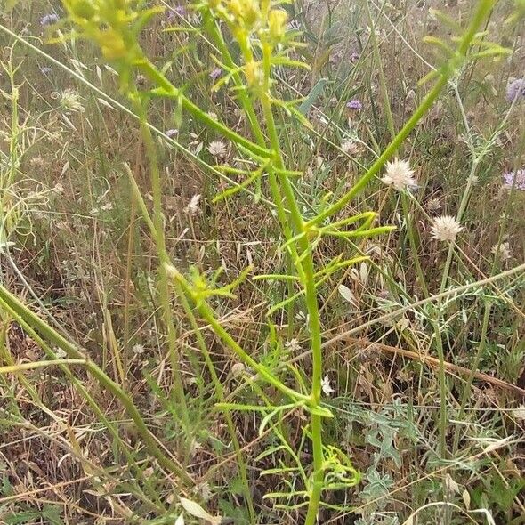 Ruta montana Fiore