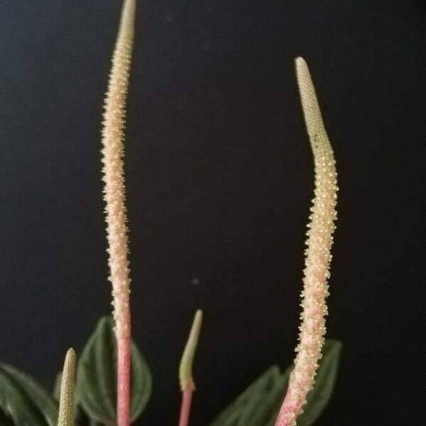 Peperomia caperata Flor