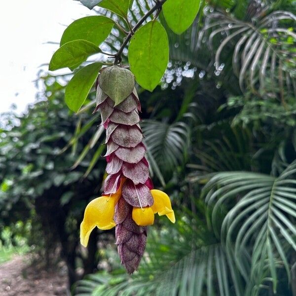 Gmelina philippensis Kvet