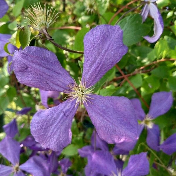 Clematis viticella Fiore