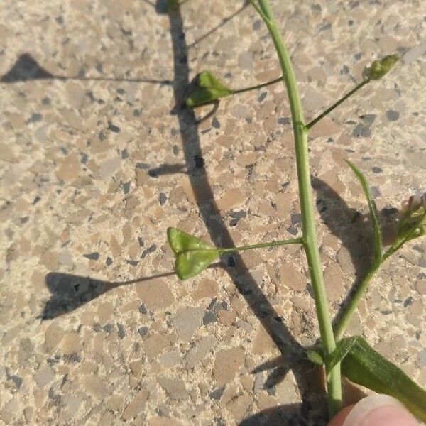 Capsella bursa-pastoris その他の提案