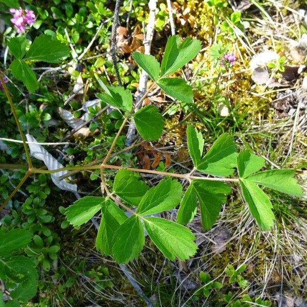 Angelica sylvestris Liść