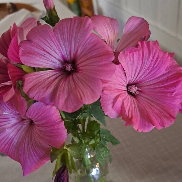 Malva trimestris Bloem