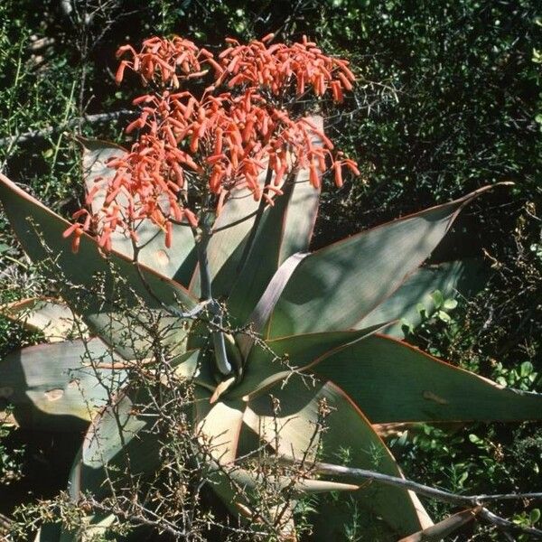 Aloe striata Flower