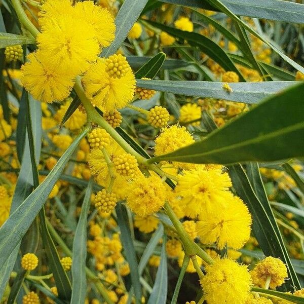 Acacia saligna Kwiat