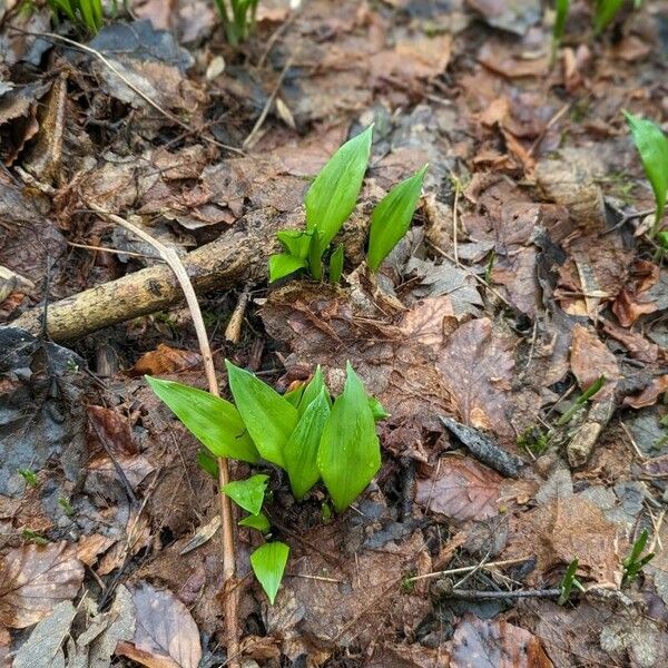 Allium ursinum Leaf