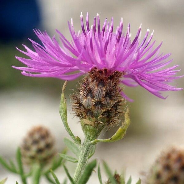 Centaurea corymbosa Flors