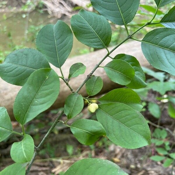 Euonymus atropurpureus Fruit