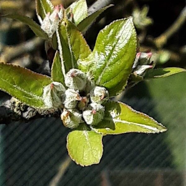 Malus domestica Flor