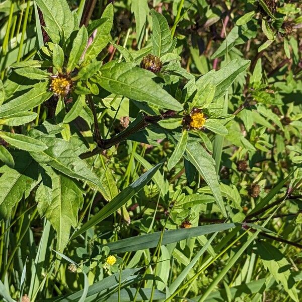 Bidens tripartita Flower