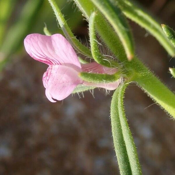 Misopates orontium फूल