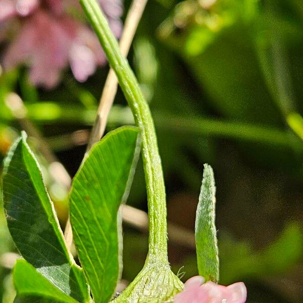 Trifolium medium Schors