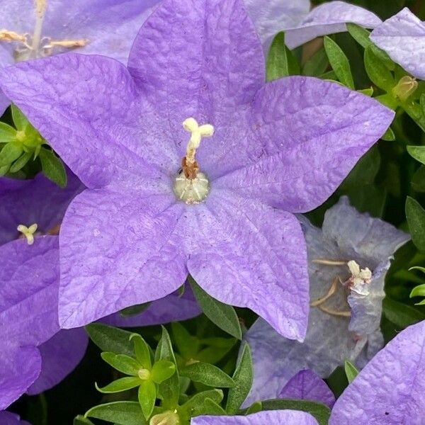 Campanula carpatica 花