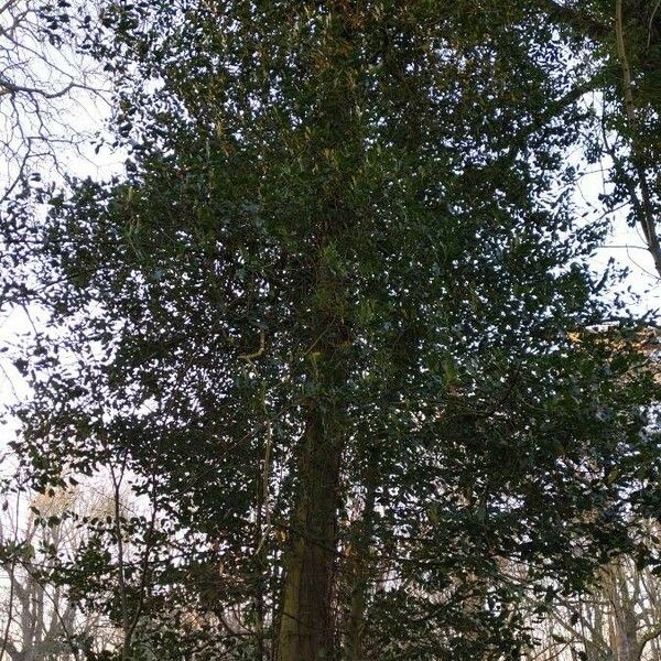 Ilex aquifolium Habit