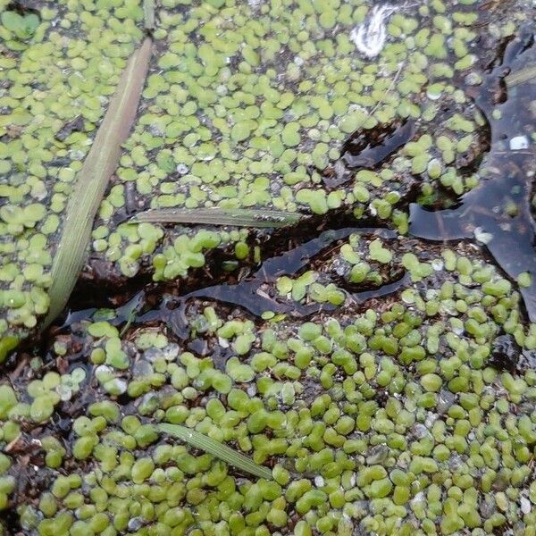 Lemna minuta Feuille