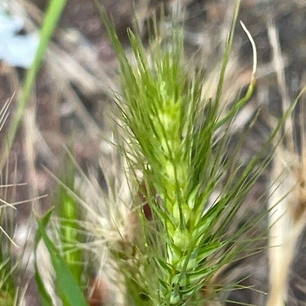 Hordeum murinum Цвят