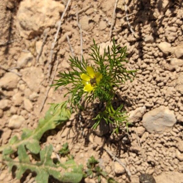 Adonis microcarpa Blomst