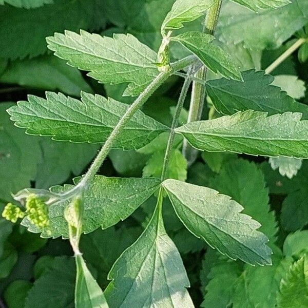 Pastinaca sativa Leaf