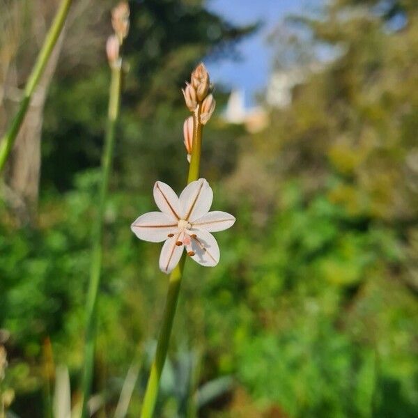 Asphodelus fistulosus Blomma