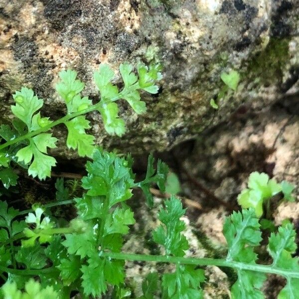 Asplenium exiguum Leaf