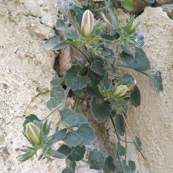 Campanula fragilis 花