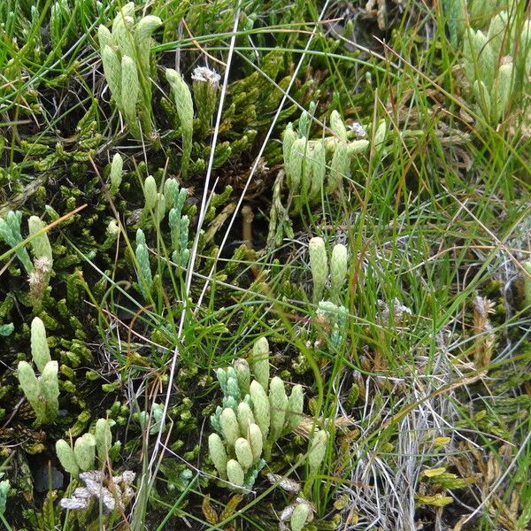 Lycopodium alpinum Blüte